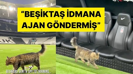 Yine İmajımızı Kurtardılar: Beşiktaş'ın Rakibi Zalgiris'ten Kedili İstanbul Paylaşımı