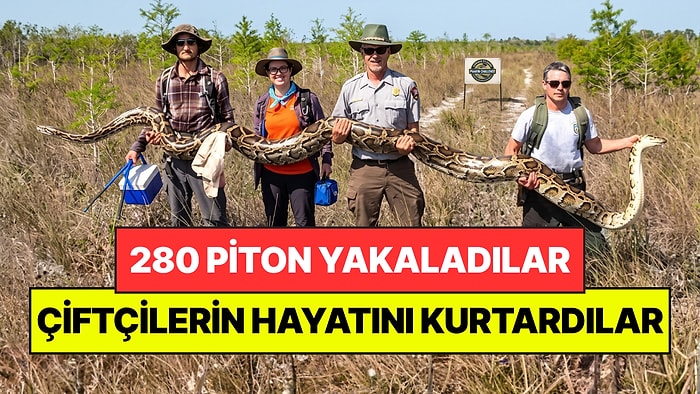 10 Günde 280 Tane Dev Piton Yakaladılar: Halkı En Büyük Düşmanlarından Kurtardılar