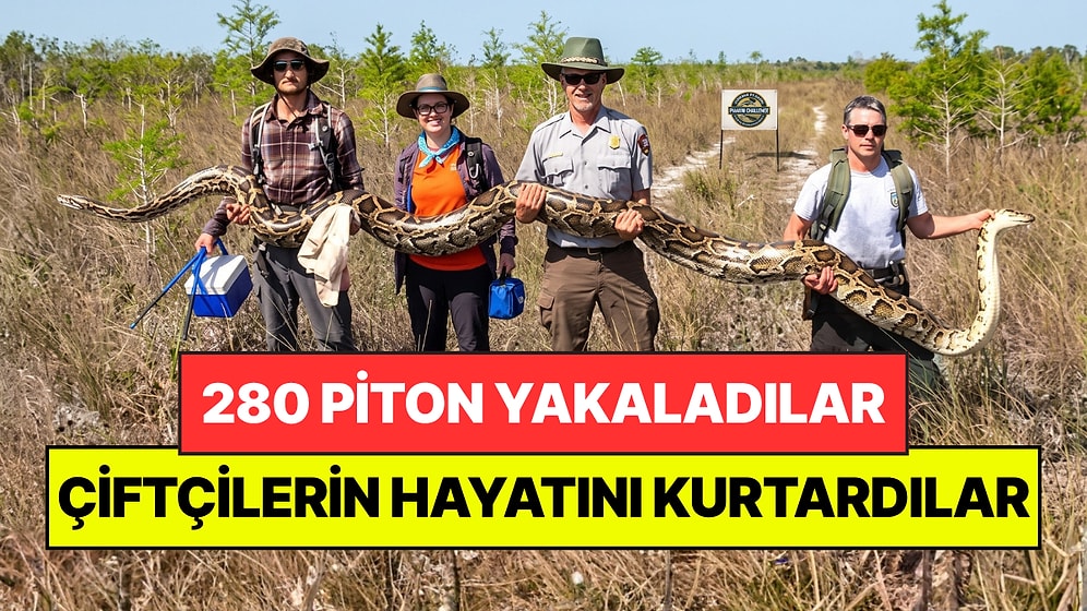 10 Günde 280 Tane Dev Piton Yakaladılar: Halkı En Büyük Düşmanlarından Kurtardılar