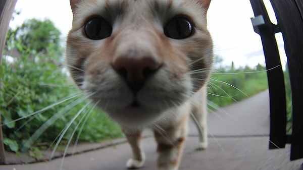 3. Even a Small Sound Can Trigger the Hunting Instinct