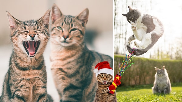 6 Surprising Reasons Why Cats Get Night Zoomies