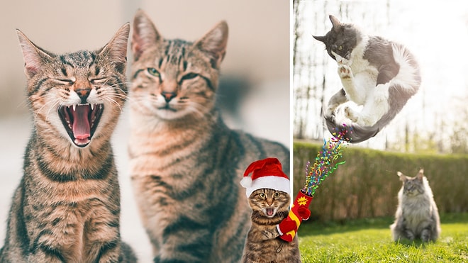 You Awake at Night? 6 Surprising Reasons Why Cats Get Crazy Zoomies in the Dark