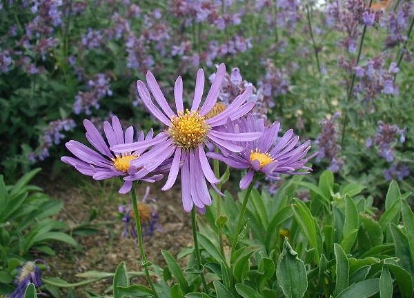 Gardening Expert Reveals the Right Time to Plant 8 Fall-Blooming Flowers