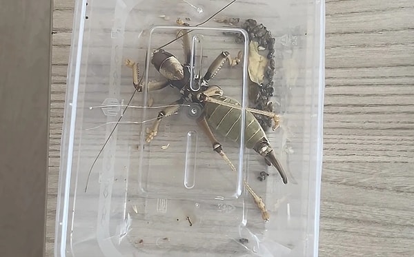 Locust Operation on Mount Nemrut