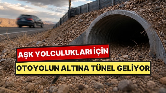 Güvenle Çiftleşebilsinler Diye Otoyolun Altına Özel Tüneller İnşa Ediliyor