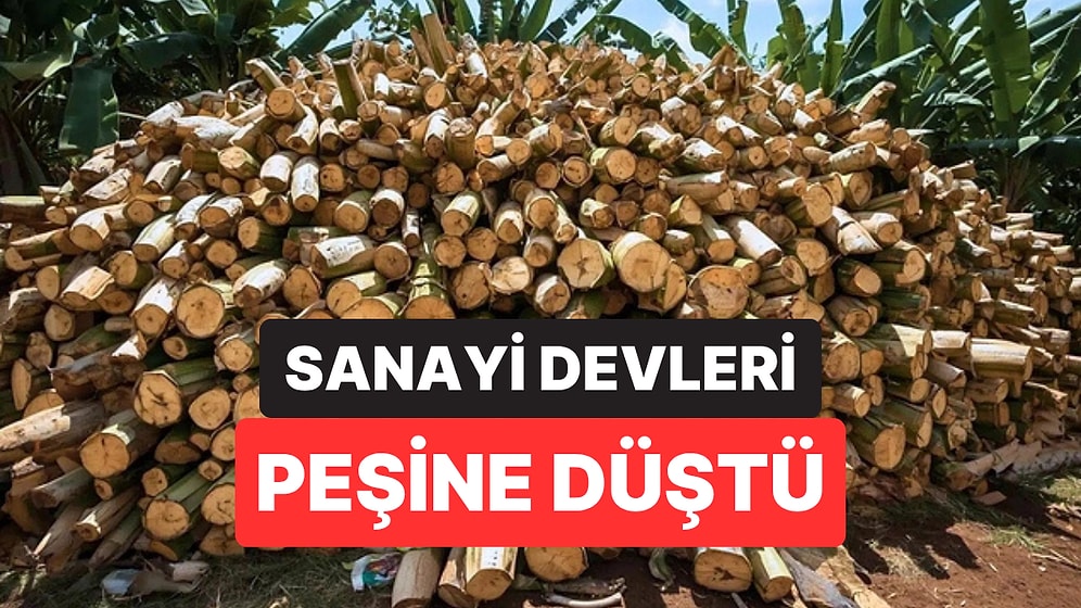 Hasattan Sonra Çöpe Atılıyordu, Şimdi Sanayinin Yeni Gözdesi Oldu