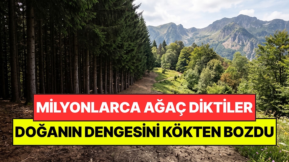 Doğayı Kurtaralım Diye Plansız Milyonlarca Ağaç Diktiler: Ülkenin Başına Bela Oldu