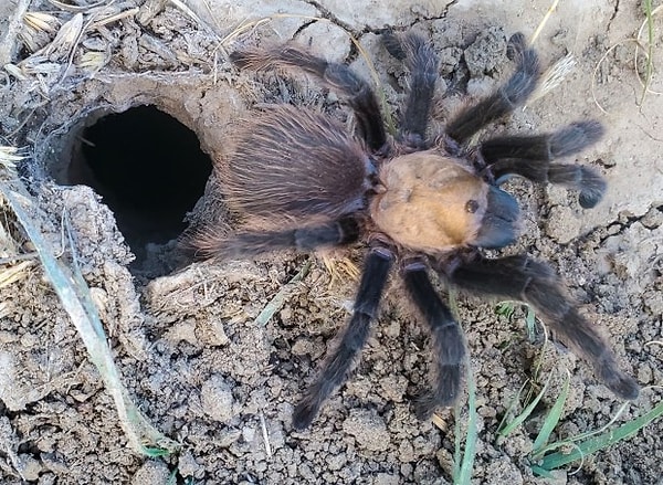 In the project spearheaded by Dr. Richard Reading, the Deputy Director of Science and Conservation, the period extending from the end of August until the beginning of October is characterized as a "mating mobilization".