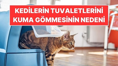 Kediler Neden Tuvaletlerini Kuma Gömer?