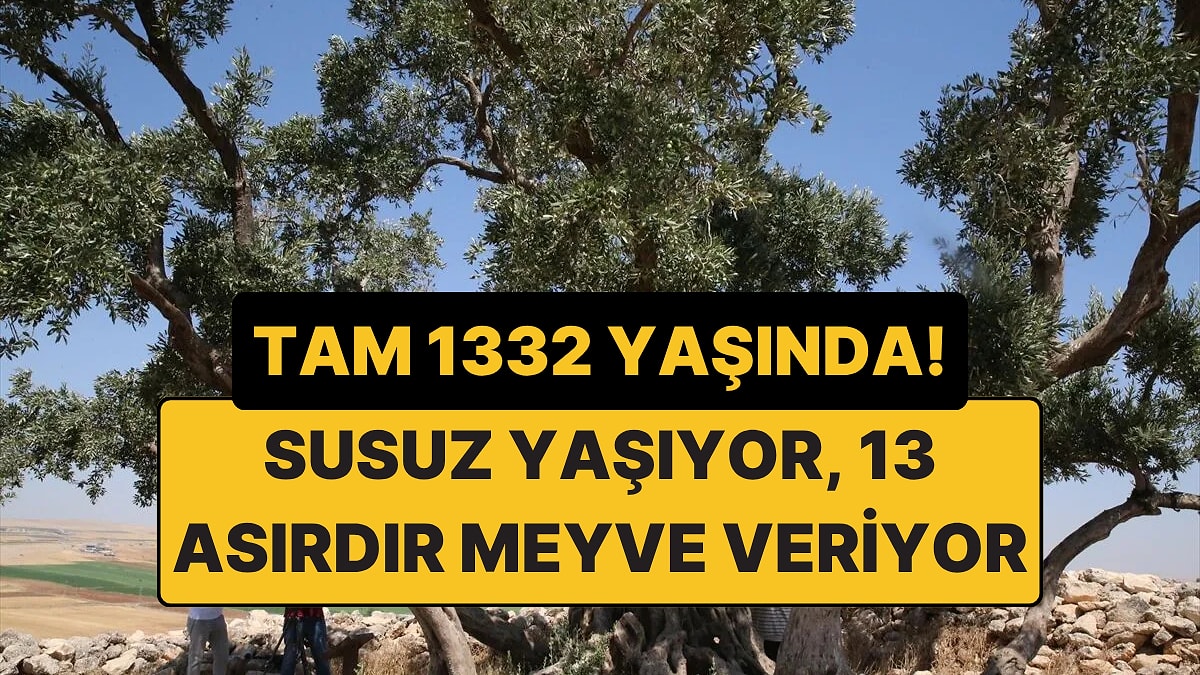 Tam 1332 Yaşında! Susuz Yaşıyor, Hâlâ Meyve Veriyor
