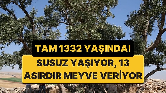 Tam 1332 Yaşında! Susuz Yaşıyor, Hâlâ Meyve Veriyor