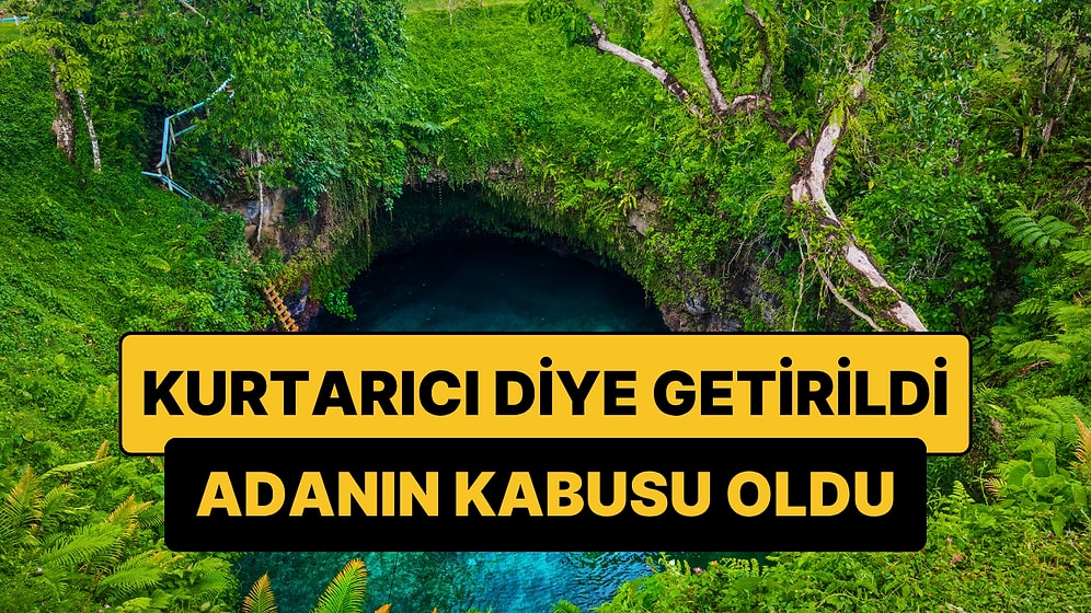 Kurtarıcı Diye Getirildi, Adanın Kabusuna Dönüştü
