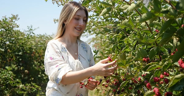 Olumsuz hava koşullarına rağmen rekolte beklentisi her geçen dönem artıyor