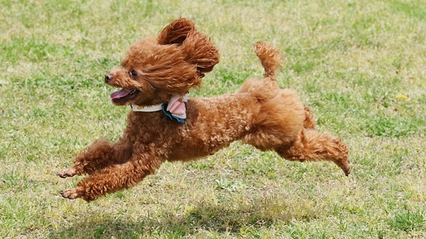 Poodle İçin En Yaygın Soruyla Devam Edelim: Tüy Bakımı Nasıl Yapılır?