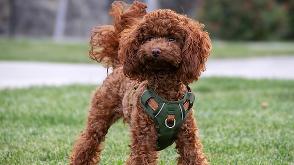 Poodle Tıraş Edilmeli mi? Kaç Ayda Bir Tıraş Yapılmalı?