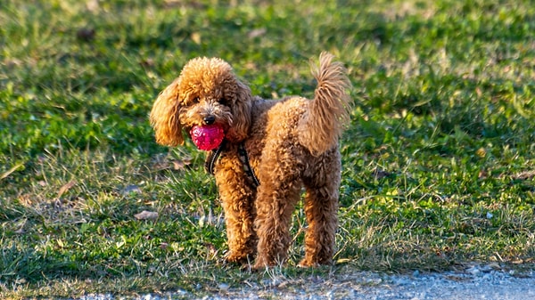 Peki Poodle Tüy Döker mi?