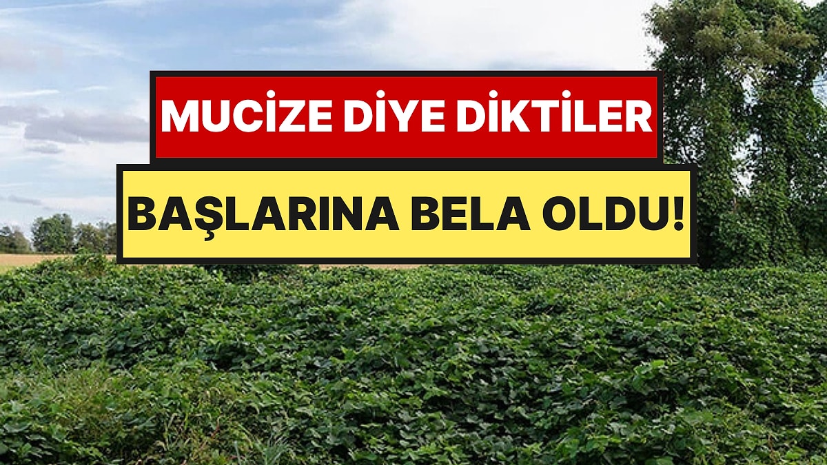 Tarlaları Kurtarsın Diye Dikildi Koca Şehri Yuttu