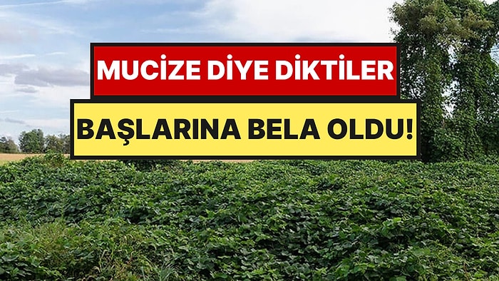 Tarlaları Kurtarsın Diye Dikildi Koca Şehri Yuttu