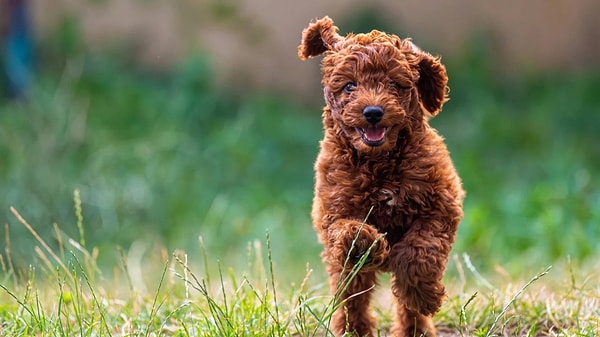 Poodle Göz Akıntısı ve Gözyaşı Lekesi Nasıl Temizlenir?