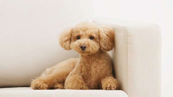 Poodle Eğitimi ve Günlük Egzersiz İhtiyacı