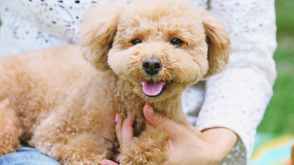 Poodle Diş ve Tırnak Bakımı Neden İhmal Edilmemeli?