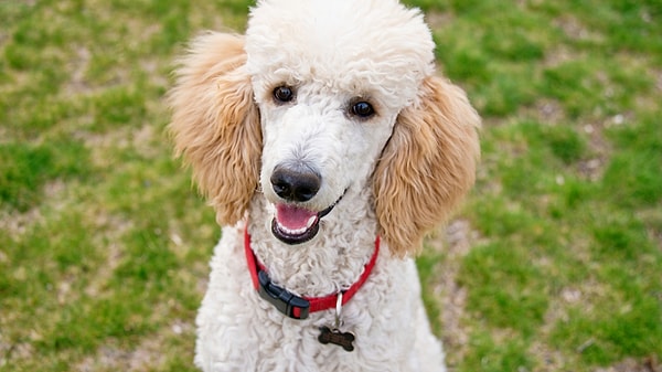 Poodle Apartmanda Beslenir mi?