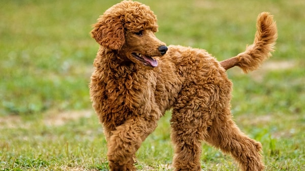 Toy Poodle ile Minyatür Poodle Arasındaki Fark Nedir?