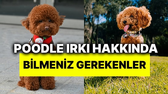 Poodle Bakımı Nasıl Yapılır? Poodle Sahiplenmeden Önce Bilmeniz Gerekenler