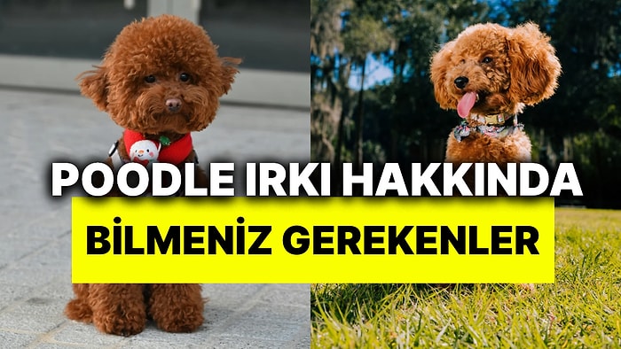Poodle Bakımı Nasıl Yapılır? Tüy Bakımından Beslenmeye Bilmeniz Gerekenler