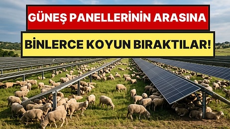 İnek ve Koyunlar İşe Yaramayınca Binlerce Koyunu Güneş Panellerin Arasına Saldılar