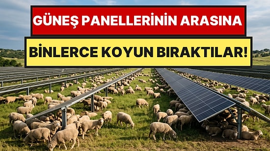 İnek ve Koyunlar İşe Yaramayınca Binlerce Koyunu Güneş Panellerin Arasına Saldılar