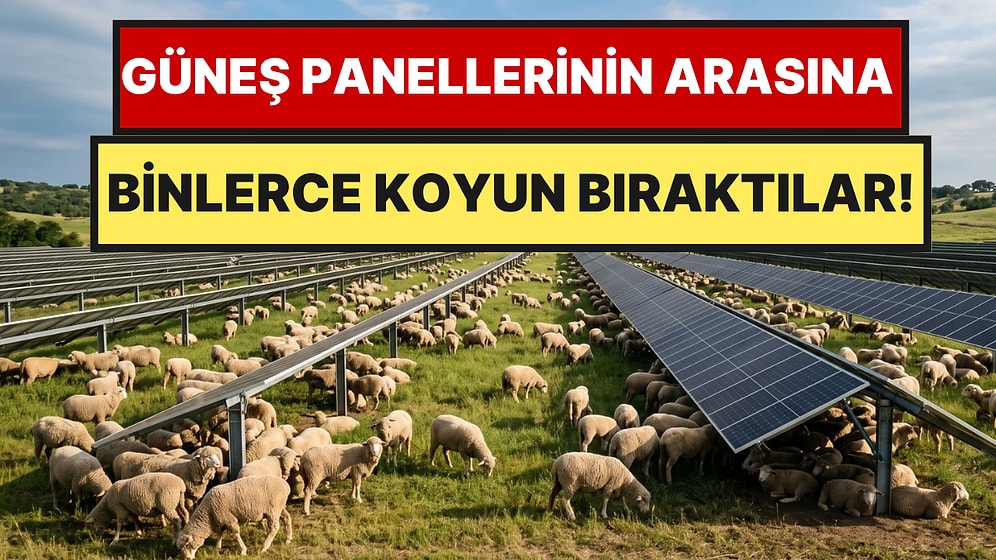 İnek ve Koyunlar İşe Yaramayınca Binlerce Koyunu Güneş Panellerin Arasına Saldılar