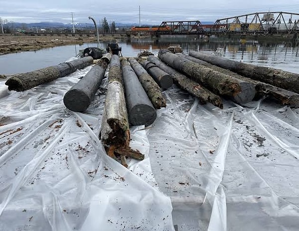 However, over time, this protective substance that keeps the wood alive began to leak "polycyclic aromatic hydrocarbons" into the water.