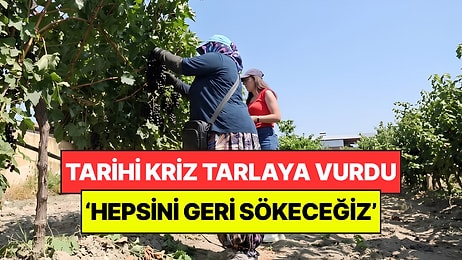 Kriz Yüzünden Tarlaya Adım Atan Perişan Oldu: ‘Çaremiz Yok, Hepsini Geri Sökeceğiz’