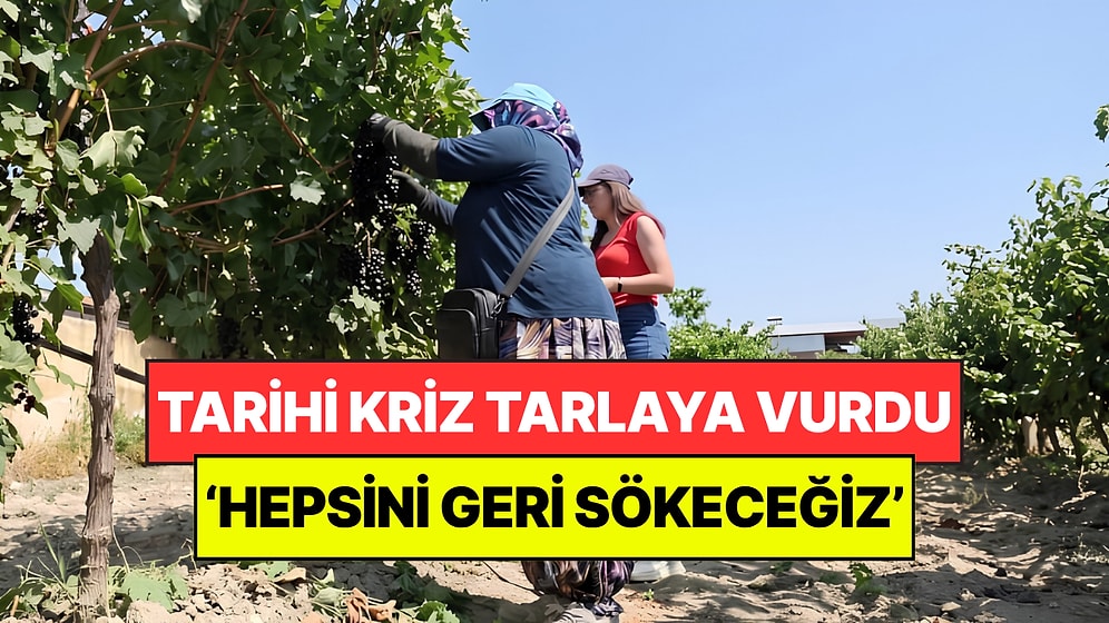 Kriz Yüzünden Tarlaya Adım Atan Perişan Oldu: ‘Çaremiz Yok, Hepsini Geri Sökeceğiz’