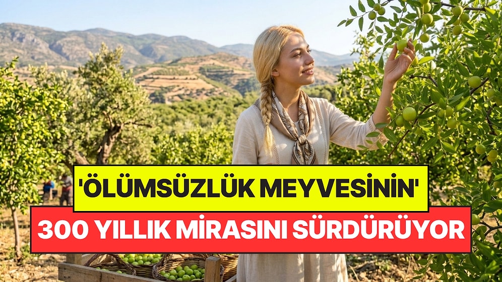 Çin Tıbbının Sırrı Türkiye'de Yetişiyor: 'Ölümsüzlük Meyvesi' İçin Hasat Zamanı Yaklaşıyor