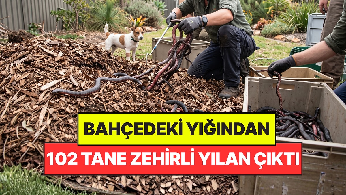 Evinde Kabusu Yaşadı: Bahçesindeki Yığının İçinden 102 Tane Zehirli Yılan Çıktı