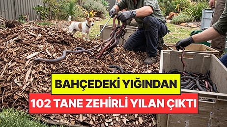 Evinde Kabusu Yaşadı: Bahçesindeki Yığının İçinden 102 Tane Zehirli Yılan Çıktı