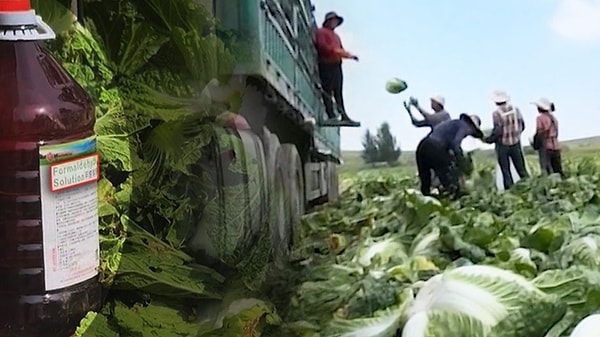 Tarım Bakanlığı Yetkilileri Küresel Sebze İhracatının Olaydan Etkilenmemesi İçin Tedbir Geliştirdi