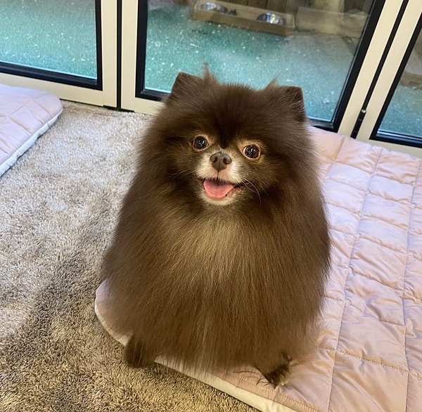 6. Jennie'nin çok sevdiği ve çocuğu gibi baktığı Pomeranian cinsi köpeğinin adı nedir?