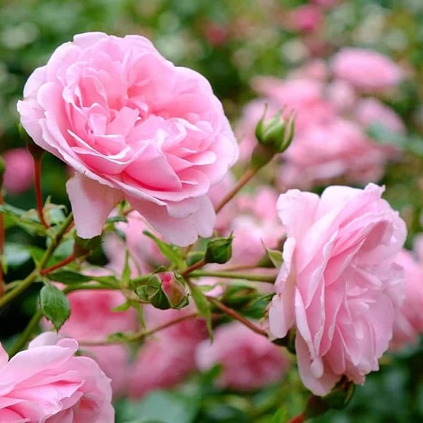 3. Rose Pink