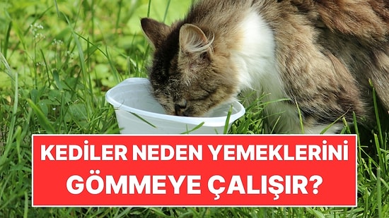 Kediler Neden Yemeklerini Gömmeye Çalışır?