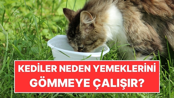 Kediler Neden Yemeklerini Gömmeye Çalışır?