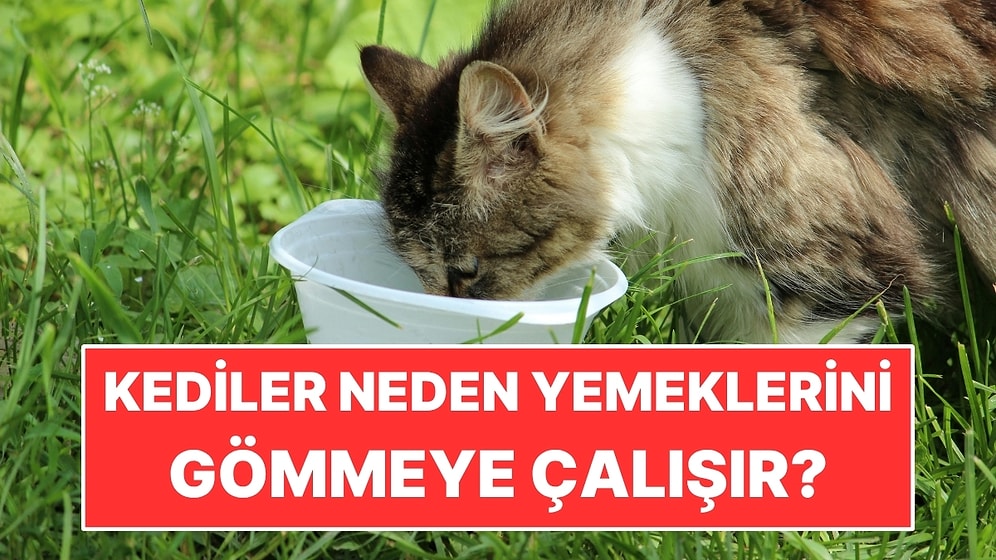Kediler Neden Yemeklerini Gömmeye Çalışır?
