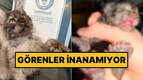 Yapay Zeka Değil: 29 Parmaklı Kedi Dünya Rekoru Kırdı!