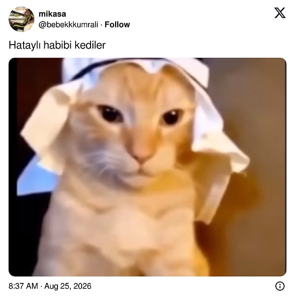 👇🏻
