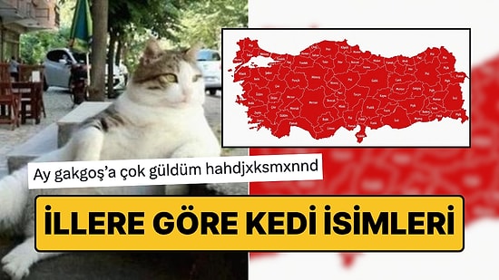 Türkiye'de İllere Göre Kedilere En Çok Verilen İsimlerin Haritası Viral Oldu