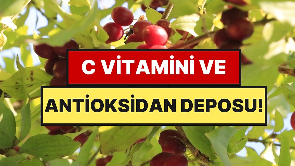 Bahçelerde Kendiliğinden Yetişiyor: Doğal C Vitamini Pazara Çıktı