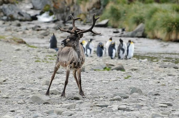 In the wake of the ongoing disaster, a decision was made in 2010 to eradicate all the reindeer on the island.