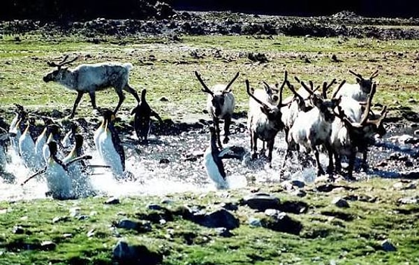 How 10 Reindeer Caused an Eco-Disaster on a Remote Island
